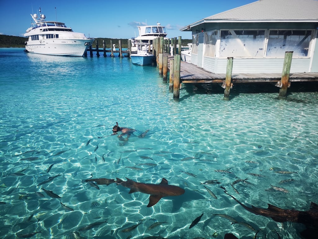 Compass Cay Nurse Sharks