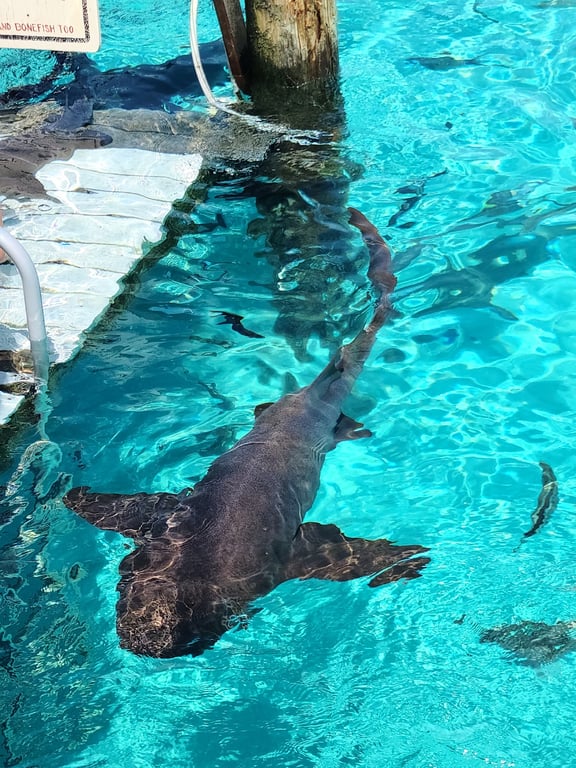 Compass Cay Nurse Sharks