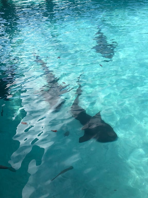 Compass Cay Nurse Sharks