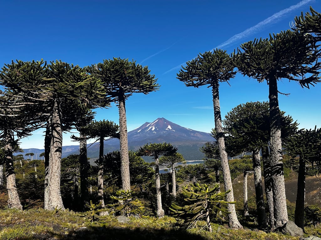 Conguillío National Park