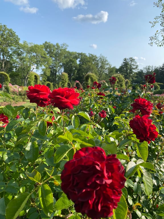 Elizabeth Park Rose Garden