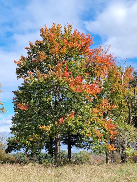 Topsmead State Forest