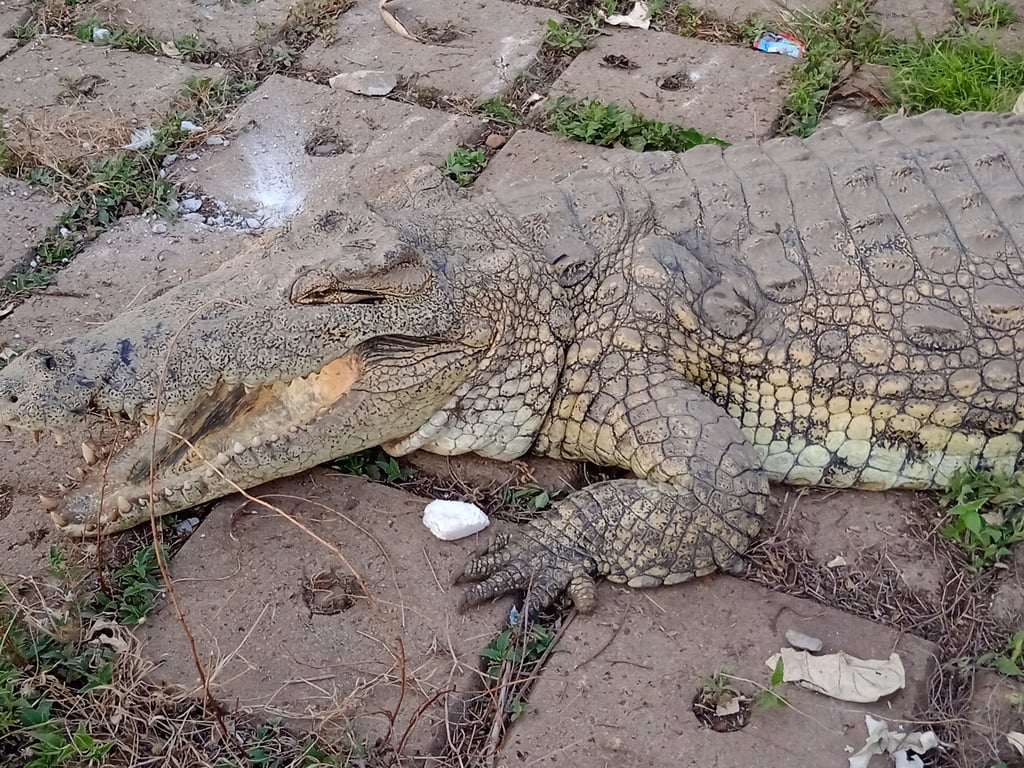 Crocodile Lake