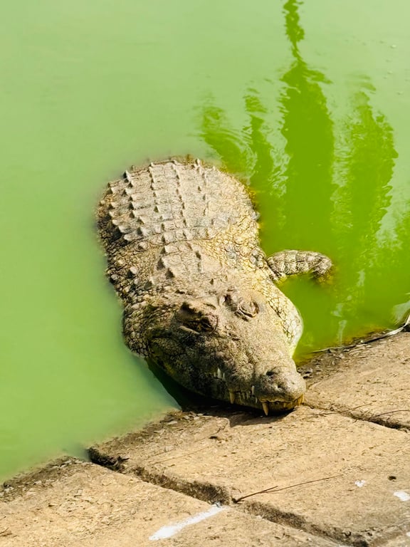 Crocodile Lake