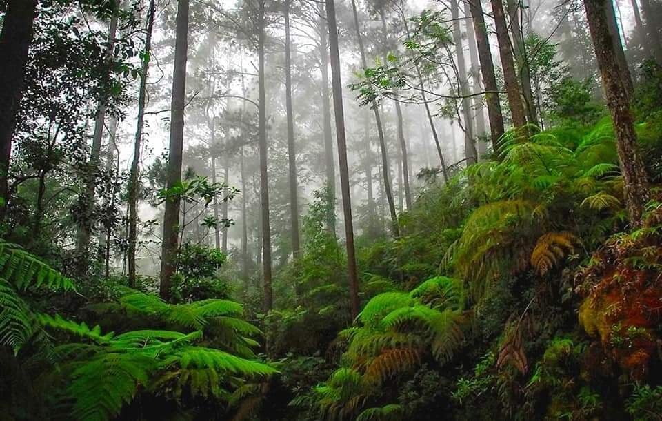 Cusuco National Park