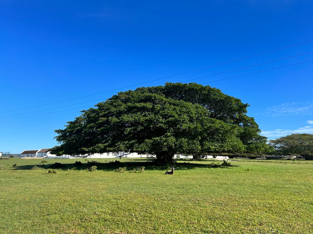 De Hoop Nature Reserve