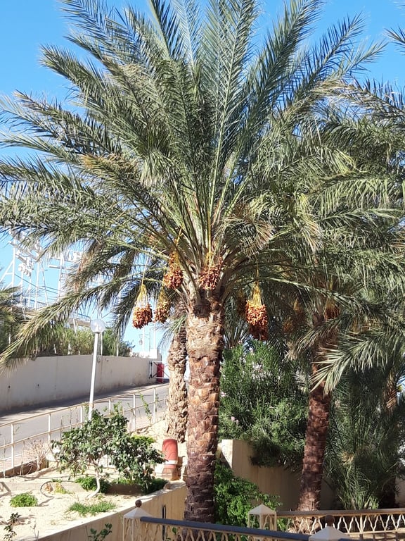 Desert Road Panorama