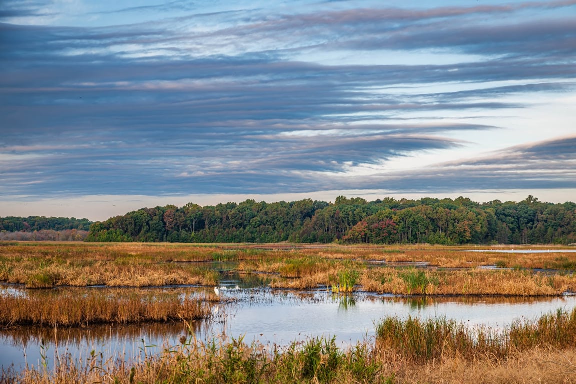 Bombay Hook National Wildlife Refuge