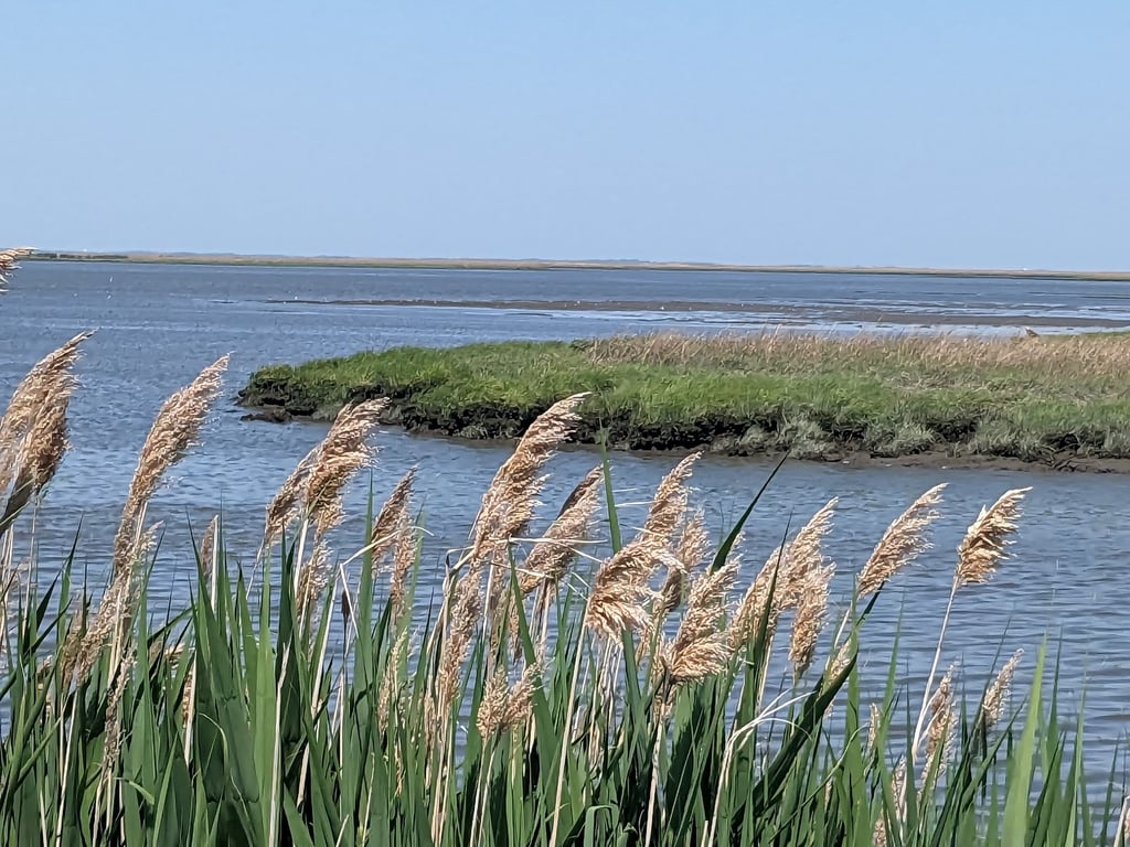 Bombay Hook National Wildlife Refuge