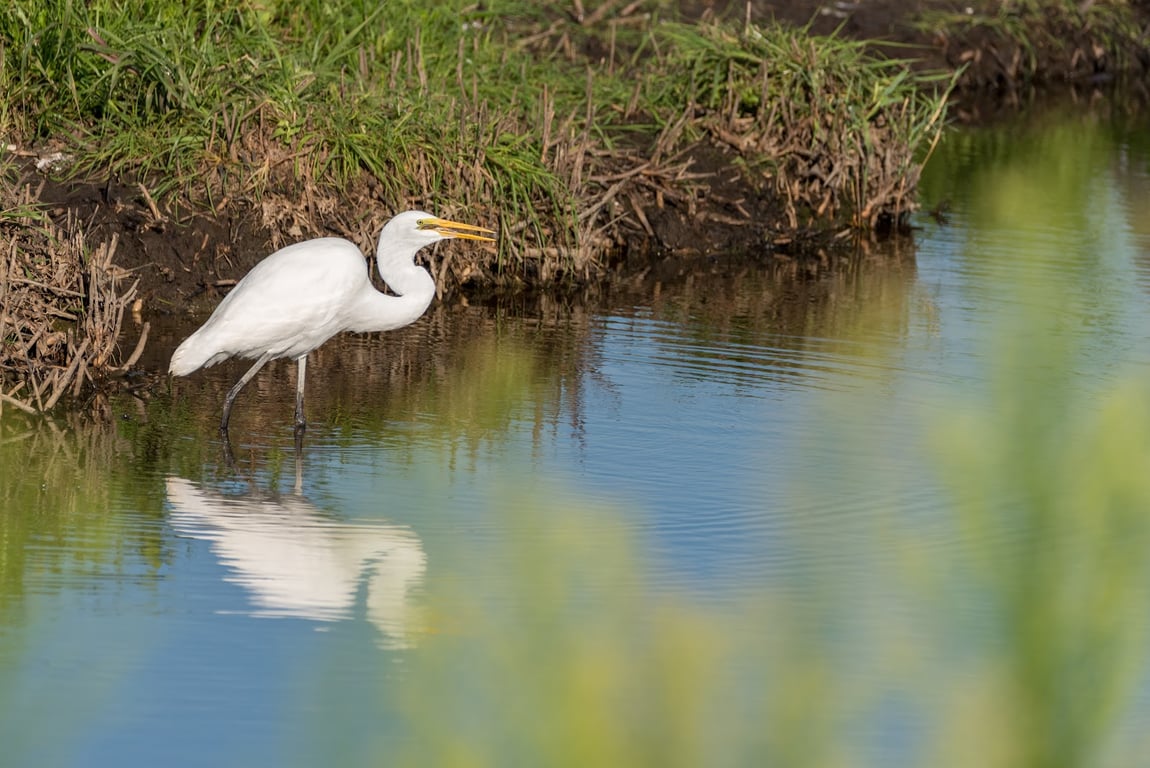 Bombay Hook National Wildlife Refuge