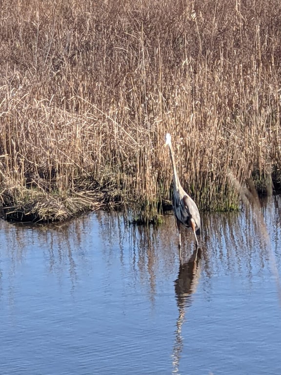 Prime Hook National Wildlife Refuge