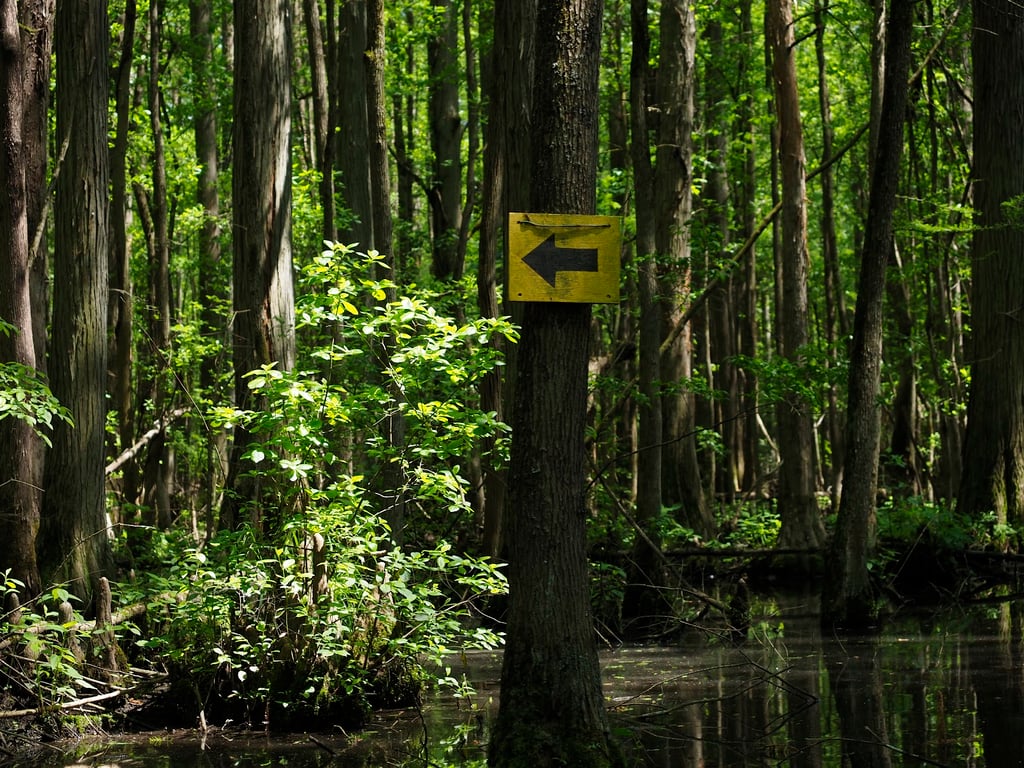 Trap Pond canoe trail