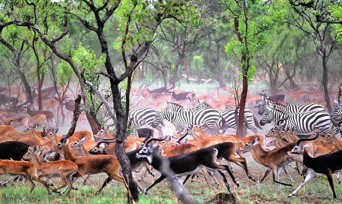 Dinder National Park