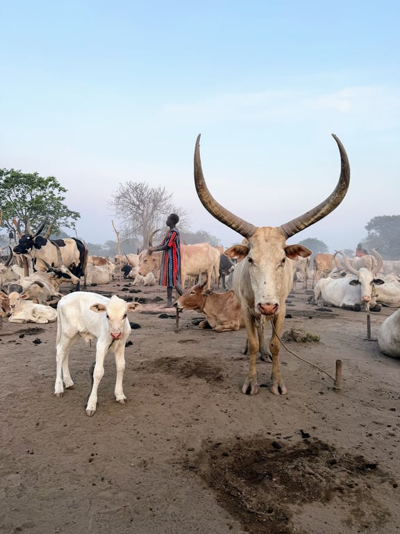Dinka Cattle Camps