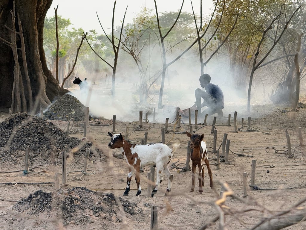 Dinka Cattle Camps
