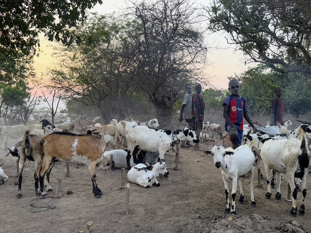 Dinka Cattle Camps