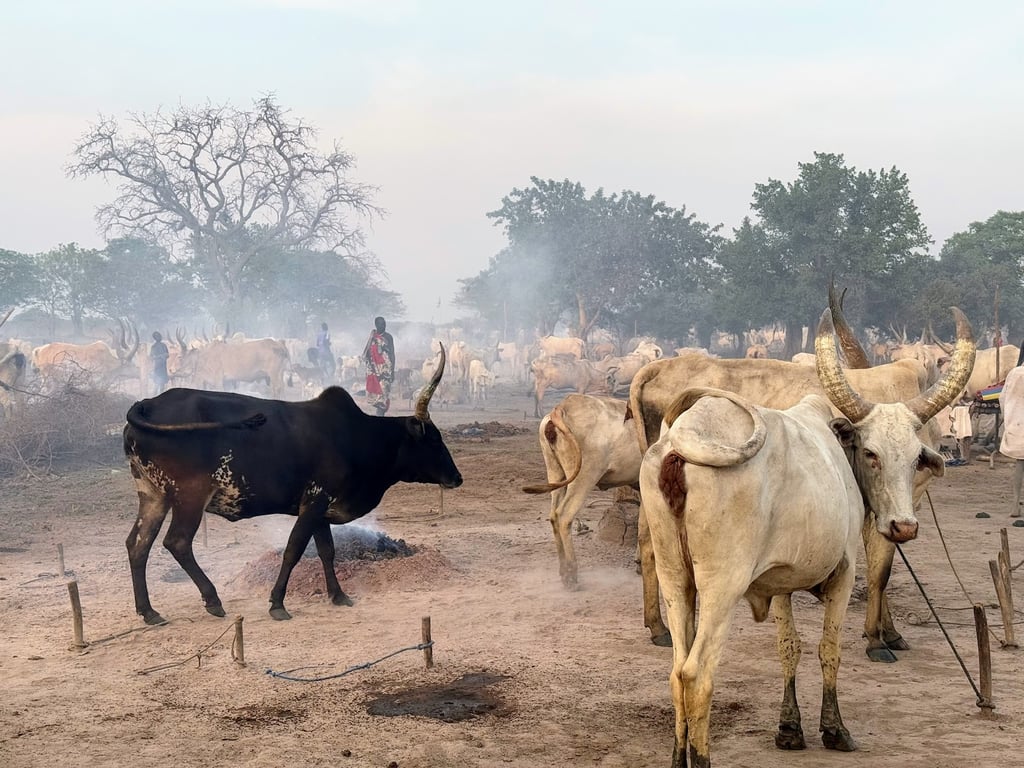 Dinka Cattle Camps