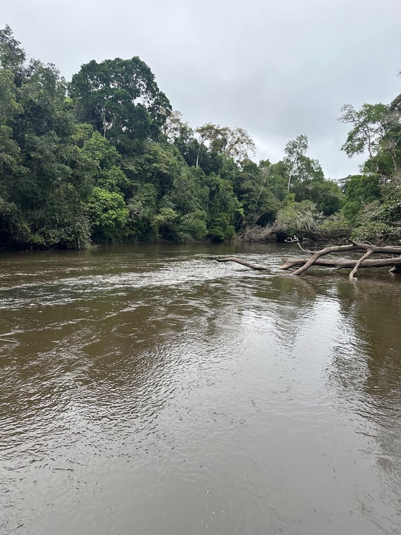 Dja Faunal Reserve