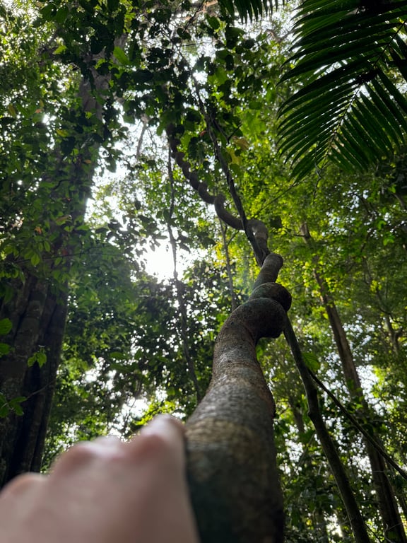 Dja Faunal Reserve