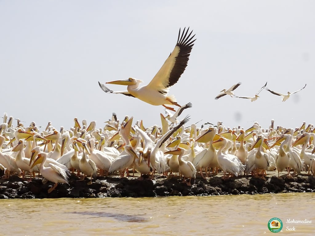 Djoudj National Bird Sanctuary