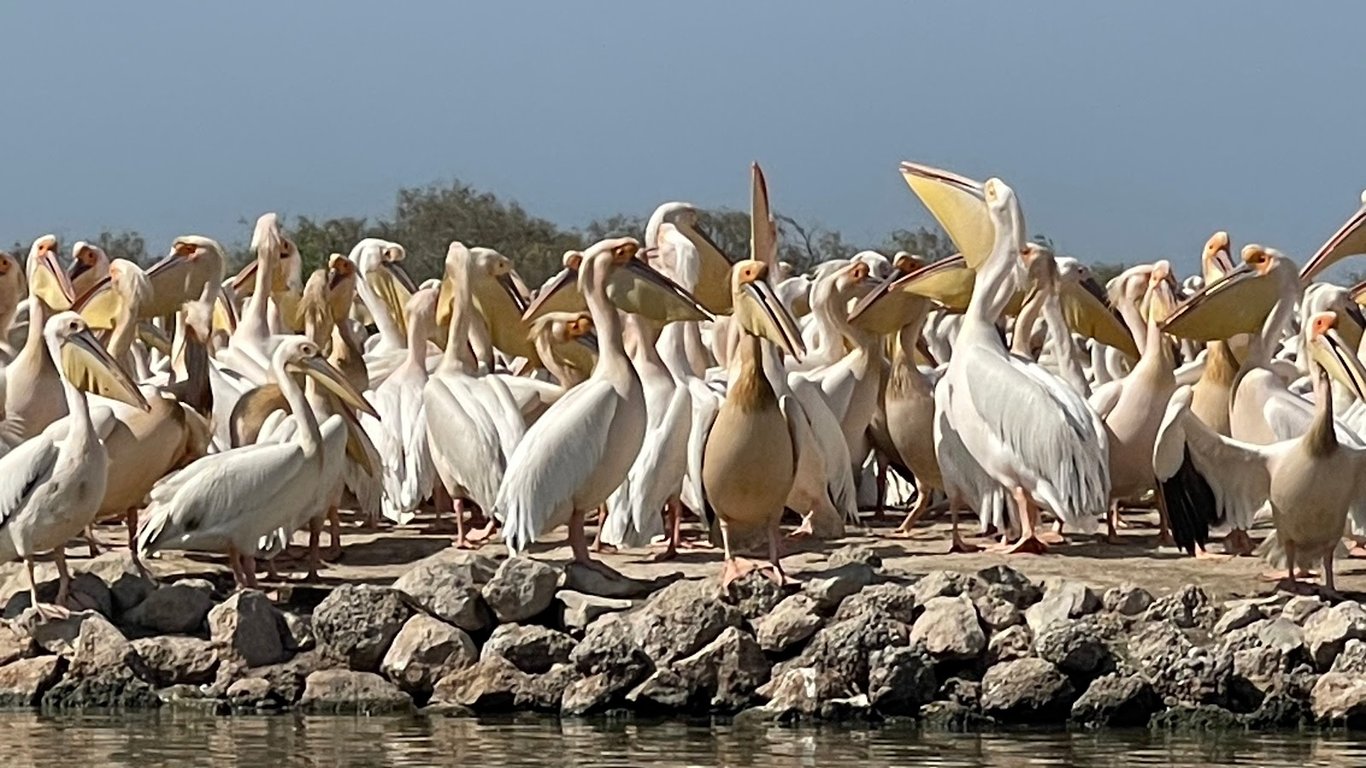 Djoudj National Bird Sanctuary