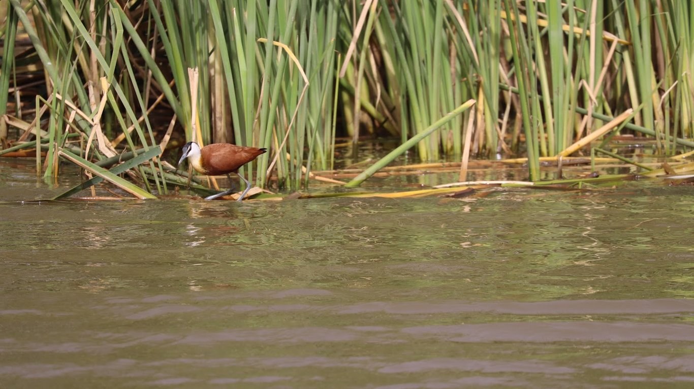 Djoudj National Bird Sanctuary