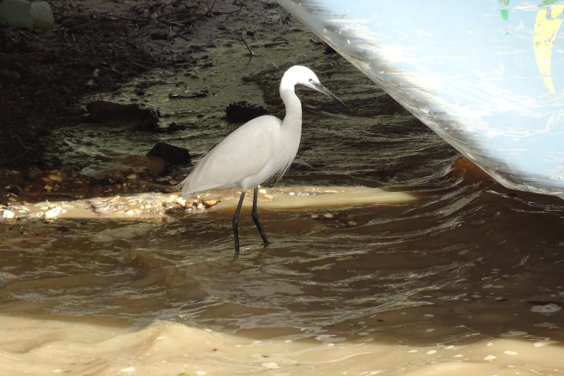 Djoudj National Bird Sanctuary