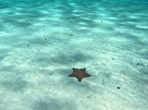 El Cielo Starfish Beach