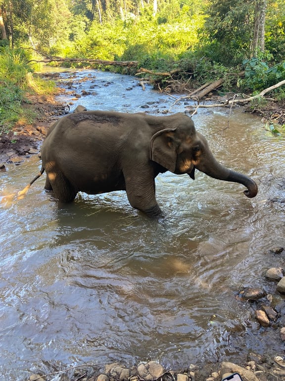 Sen Monorom Elephant Valley