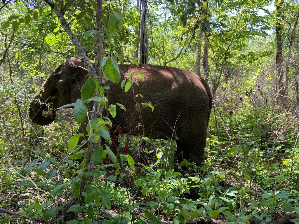 Sen Monorom Elephant Valley