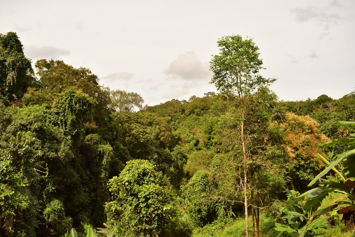 Sen Monorom Elephant Valley
