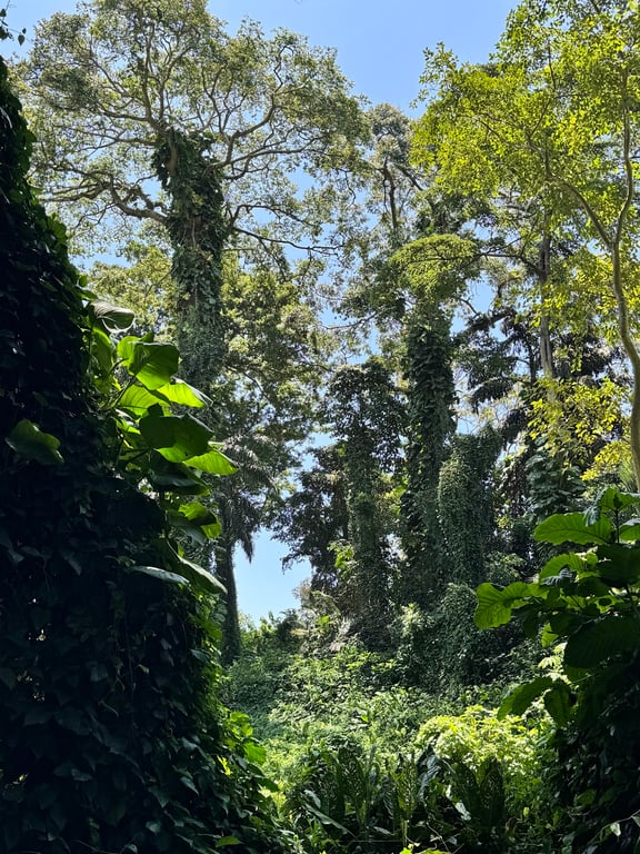 Entebbe Botanical Gardens