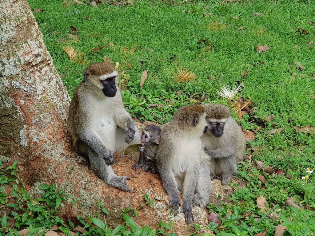 Entebbe Botanical Gardens
