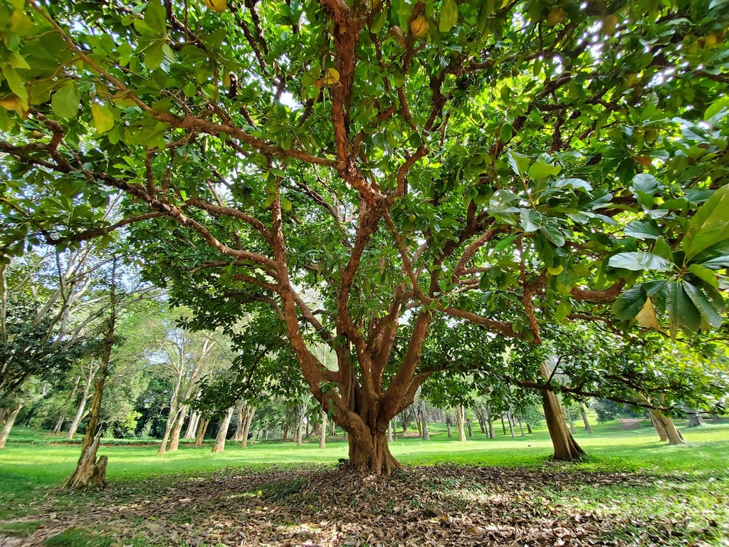 Entebbe Botanical Gardens