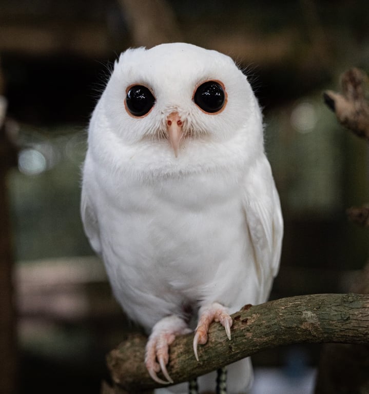 Peace River Wildlife Center