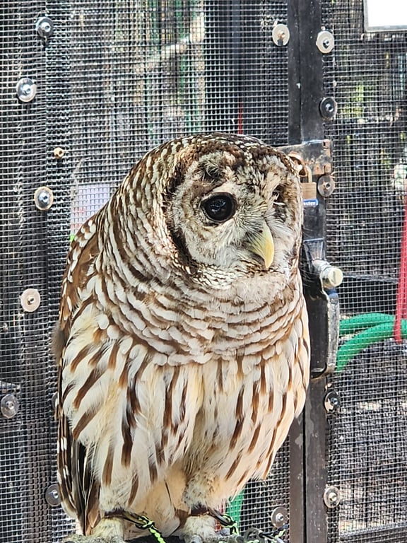 Peace River Wildlife Center