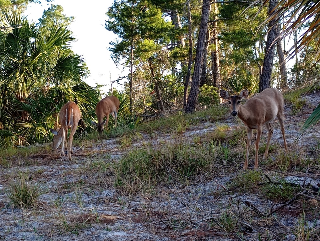 St. Andrews State Park