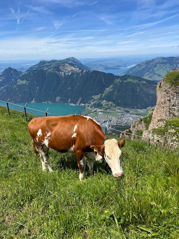 Fronalpstock Ridge Panorama