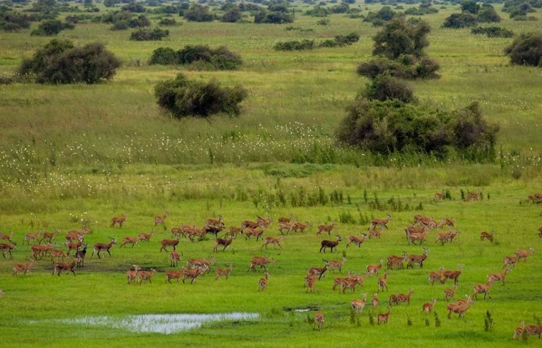 Gambela National Park