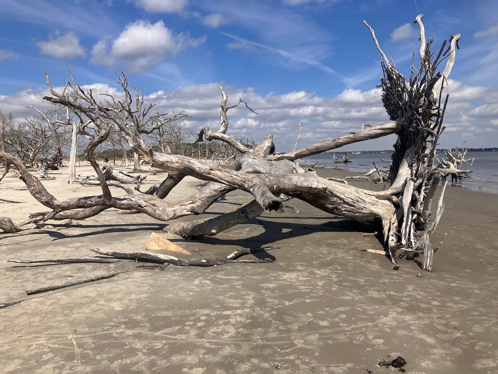 Driftwood Beach
