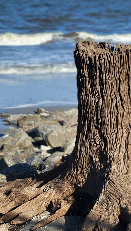 Driftwood Beach