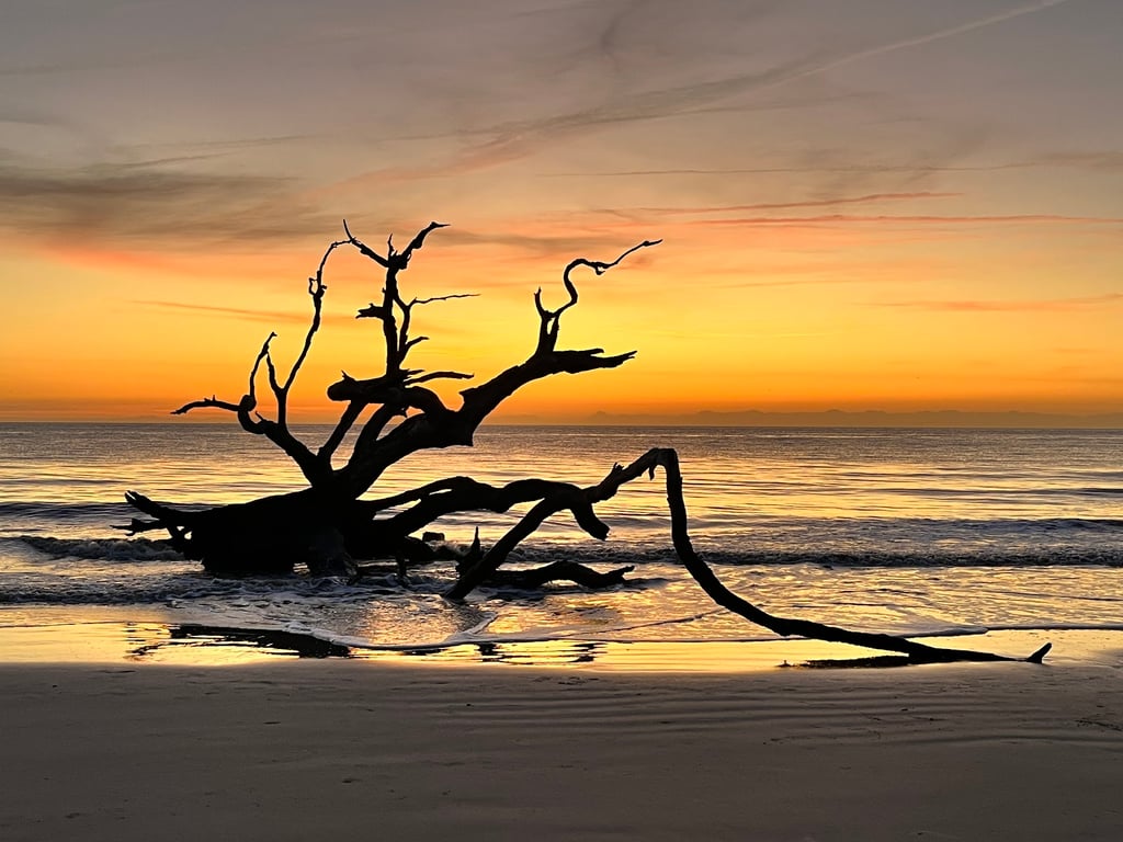 Driftwood Beach