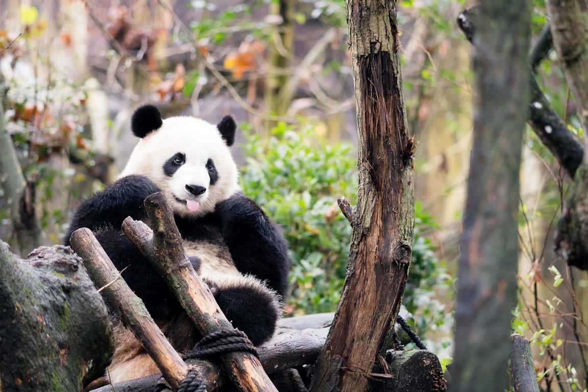 Giant Panda Breeding Center