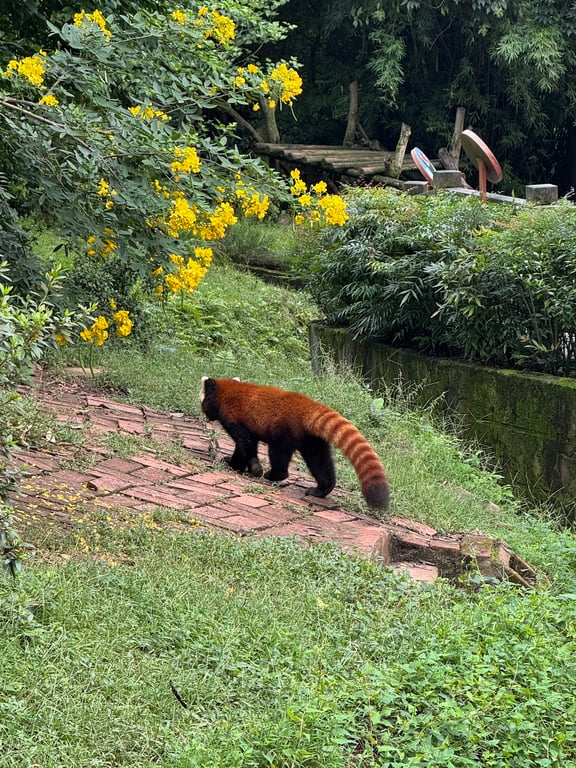 Giant Panda Breeding Center