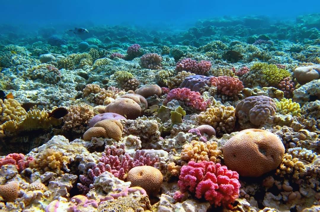 Giftun Island