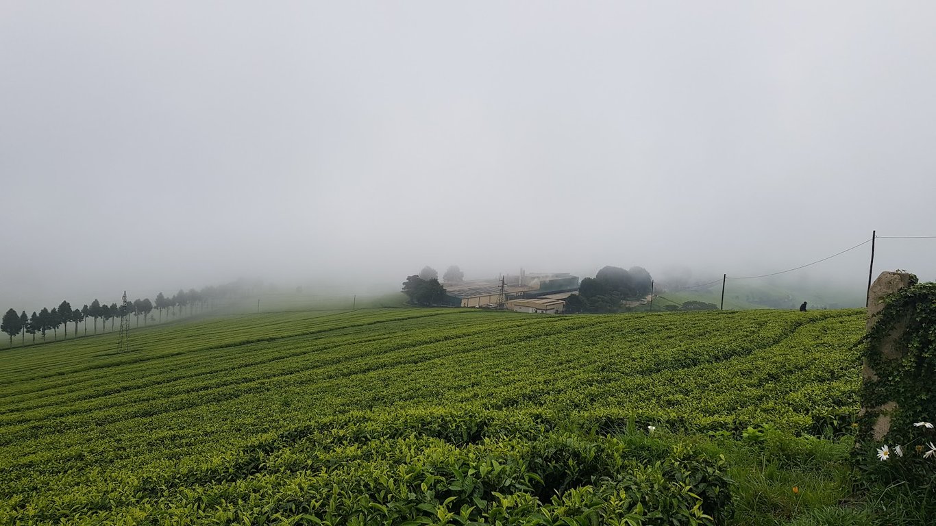 Gisovu Tea Estates