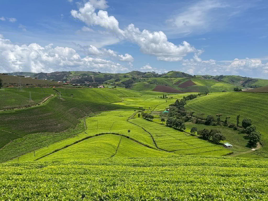 Gisovu Tea Estates