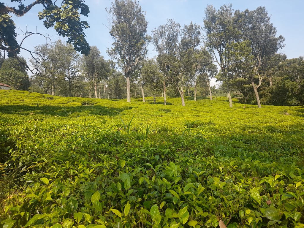 Gisovu Tea Estates