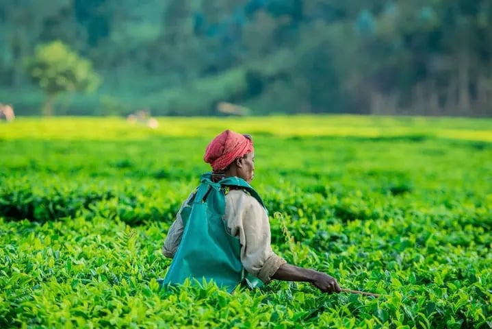 Gisovu Tea Estates