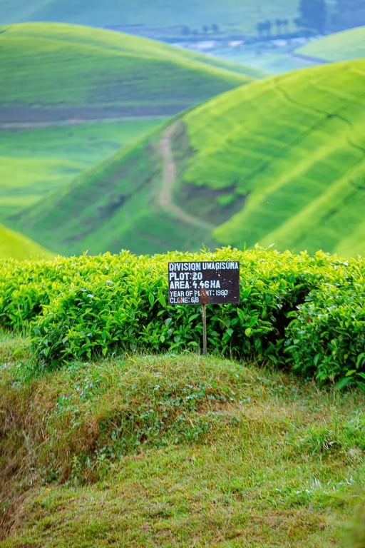 Gisovu Tea Estates